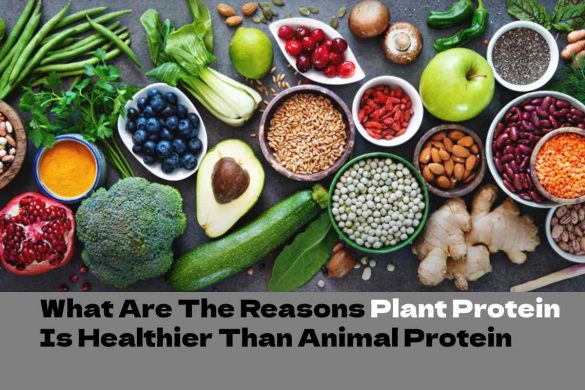 What Are The Reasons Plant Protein Is Healthier Than Animal Protein